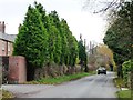 Leylandii hedge hiding Cherry Tree Farm