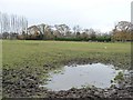 Soggy corner of a grazing field