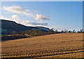 Harvested field