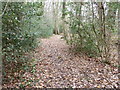 Footpath through Kiln Copse