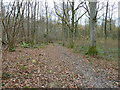 Path in Chapel Copse