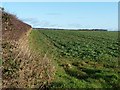 Edge of a crop field, west of Burton Fleming Grange