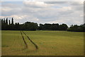 Wheat field