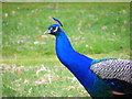 Peacock at Viewpark