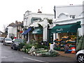 Christmas Trees Hit the Street