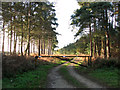 Track to Spinks Lodge, Elveden