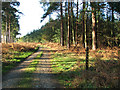 This way to Spinks Lodge, Elvedon