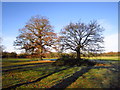 Two trees in a field