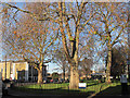 Trees in Addington Square