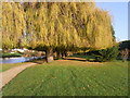 Willows by the River Avon