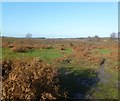 Lugden Bottom, heathland