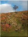 SK2679 : Stone steps on Longshaw Estate by Neil Theasby