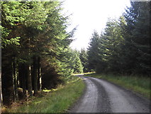 NY7083 : Forest Track, Kielder Forest by Les Hull