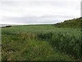 A field of grain on the cliff top south of the old Coastguard Station