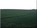 Farmland near Wighill