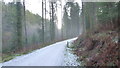 Iced track, Canakey Wood, Deerpark, Cornwall