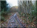 Bridleway through Cairn Wood