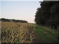 Game  Bird  cover  alongside  Stonely  Wood