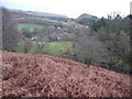 Bracken on the eastern flank of Velvet Hill