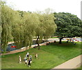 Trees alongside Cwmbran Boating Lake