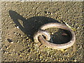 Mooring Ring