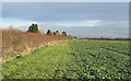 Hedgerow on field border