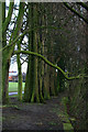 SK4833 : A few tall poplars by David Lally