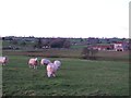 Sheep pasture, Hunton