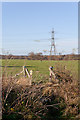 Footbridge, field and pylon