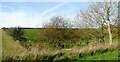 Hedgerow and trees, north of West Lulworth