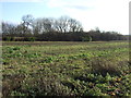 Farmland off Ferry Lane