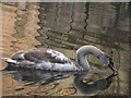 Cygnet on the Canal