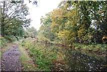 SU8752 : Autumn, Basingstoke Canal by N Chadwick