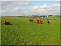 Cattle grazing near Portlemore Barton