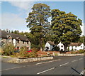 Trees near the village hall, Glasbury