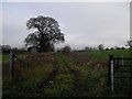 Green lane, off Dundry Lane