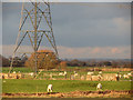 Sheep near Folkestone Road