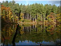 Autumn colours at Dead Lake, Delamere Forest