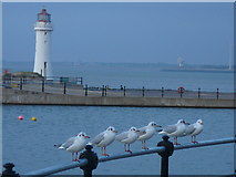 SJ3094 : 'Six seagulls and a lighthouse' New Brighton by Colin Park