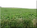 NJ8849 : Potato crop, Loanhead of Fedderate by Richard Webb