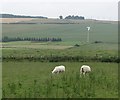 NJ8750 : Sheep grazing by Upperton by Richard Webb