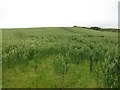 Wheat field, Sealscrook