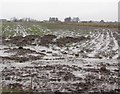 Thawing arable land