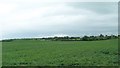 A large field of potatoes between the Killough and Ballystrew Roads