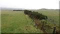 Ditch under Mormond Hill