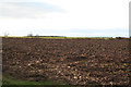 Ploughed fields from Muxton lane