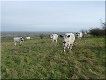 TQ4211 : Cattle on Malling Hill by Dave Spicer