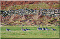 Greylag geese at Eyre