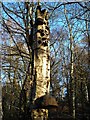 Old birch stump near Cave Pond