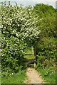 Stile through the hedge